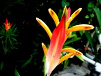 some flower lol