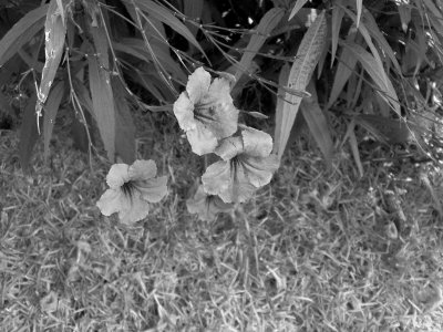 Click to view original image