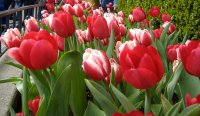 red tulips