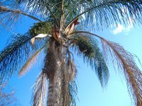 palm tree