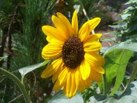 sunny
