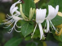 simple white weed