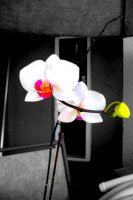 Orchid