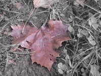 Leaves..