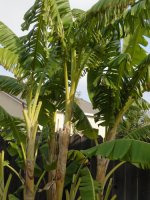 Banana Tree