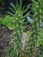 Spiky Cactus