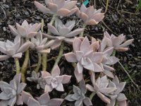 Bland Flower