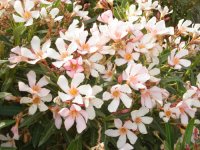 flowers in a bunch