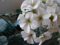 .white flowers.