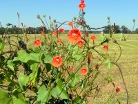 Red flowers