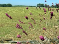 Beauty bush