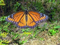 Butterfly