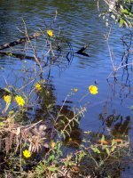 Flowers by the pond