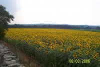 Sunflowers