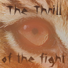 Eye Of The Tiger