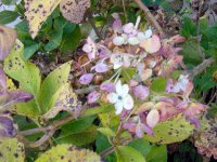 Hydrangea