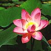 Lotus Blossom 1