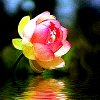 Lotus Blossom 2