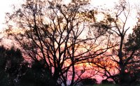 sunset and tree cutouts