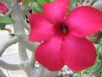 Purty Flower
