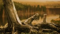 trees