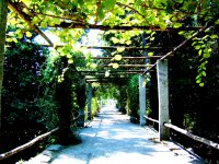 road through the garden