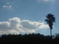 Palm Tree