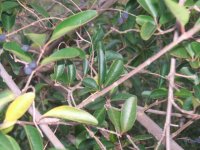 Leaves 1