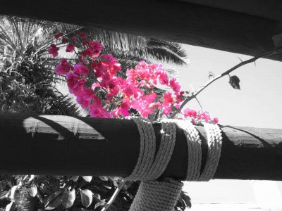 Click to view original image