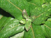 Rainy Leaves