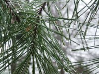 Frosty Pine Tree