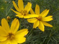 A Yellow Kind of Day