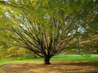 big tree