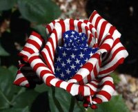 American Pride