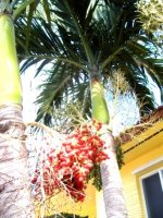Florida Landscape