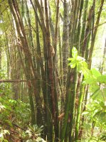 Bamboo