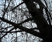 The  Dark Tree