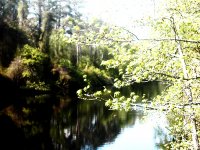water and tree