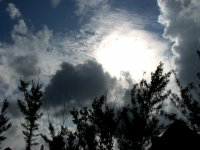 Birds in the Sky