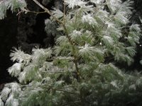 snowy tree