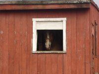 horse