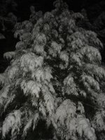 worms eye view of snowy trees