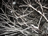up close tree