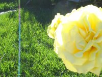 Yellow Rose