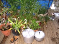 pots&plants