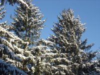 tops of trees