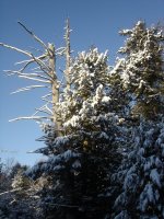 tree tops