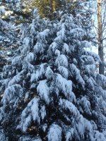 snow covered trees