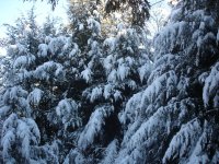 snow covered trees 2