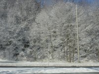 snowy skinny tree